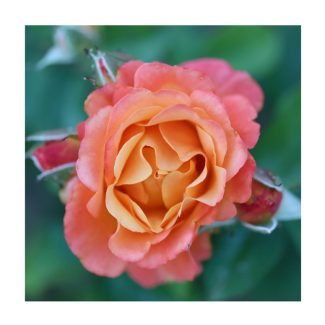 « Mi Flamenco » ; Rosa de Ibiza  (Colección Flores en el Mar)